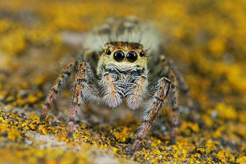 Carrhotus xanthogramma -